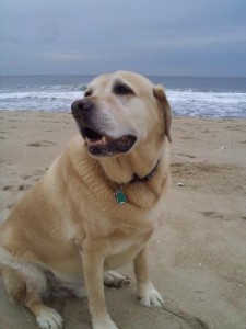 Yellow Labrador @ NJ Shore, Image Owned By Author